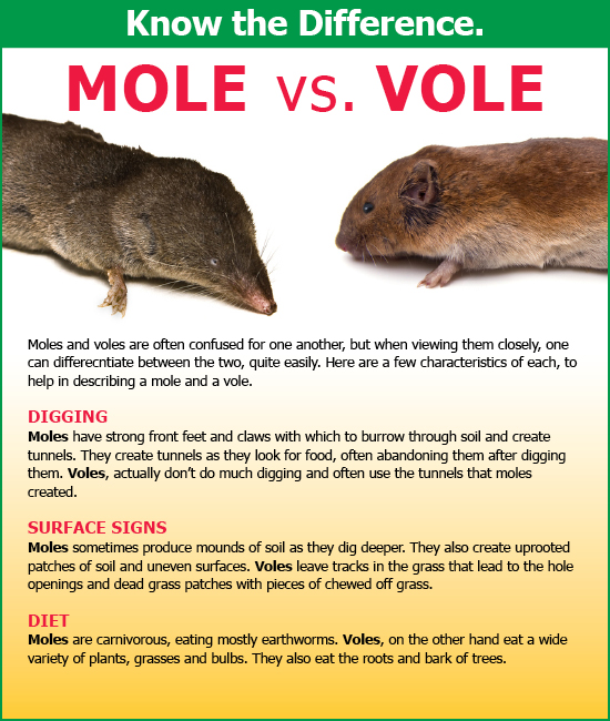 mole vs vole infographic