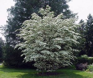 Big Kousa Dogwood tree