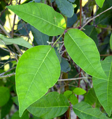 Close up view of the Poison Ivy plant
