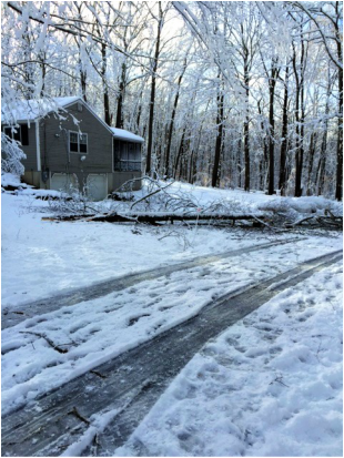 fallen tree from a winter storm