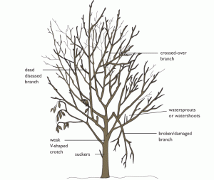 Tree components infographic