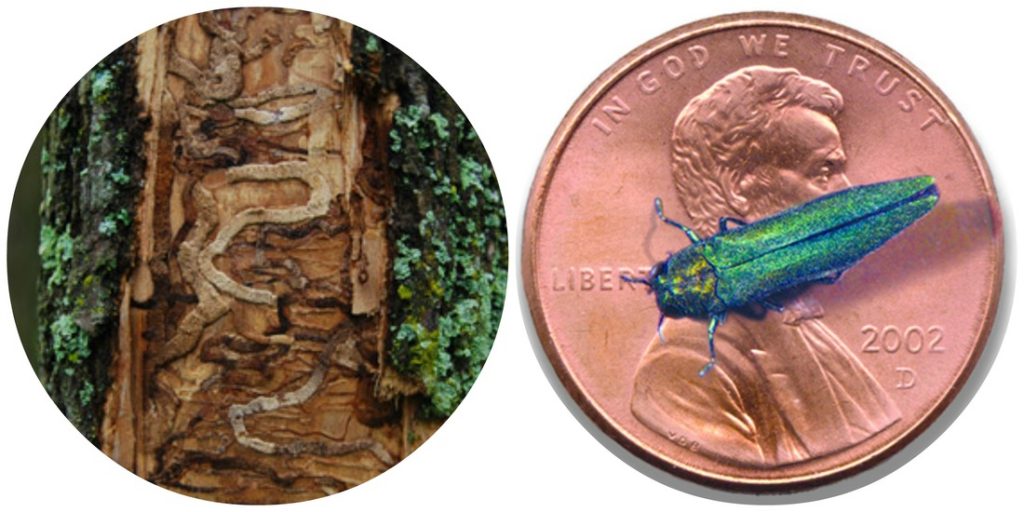 size of EAB relative to a penny